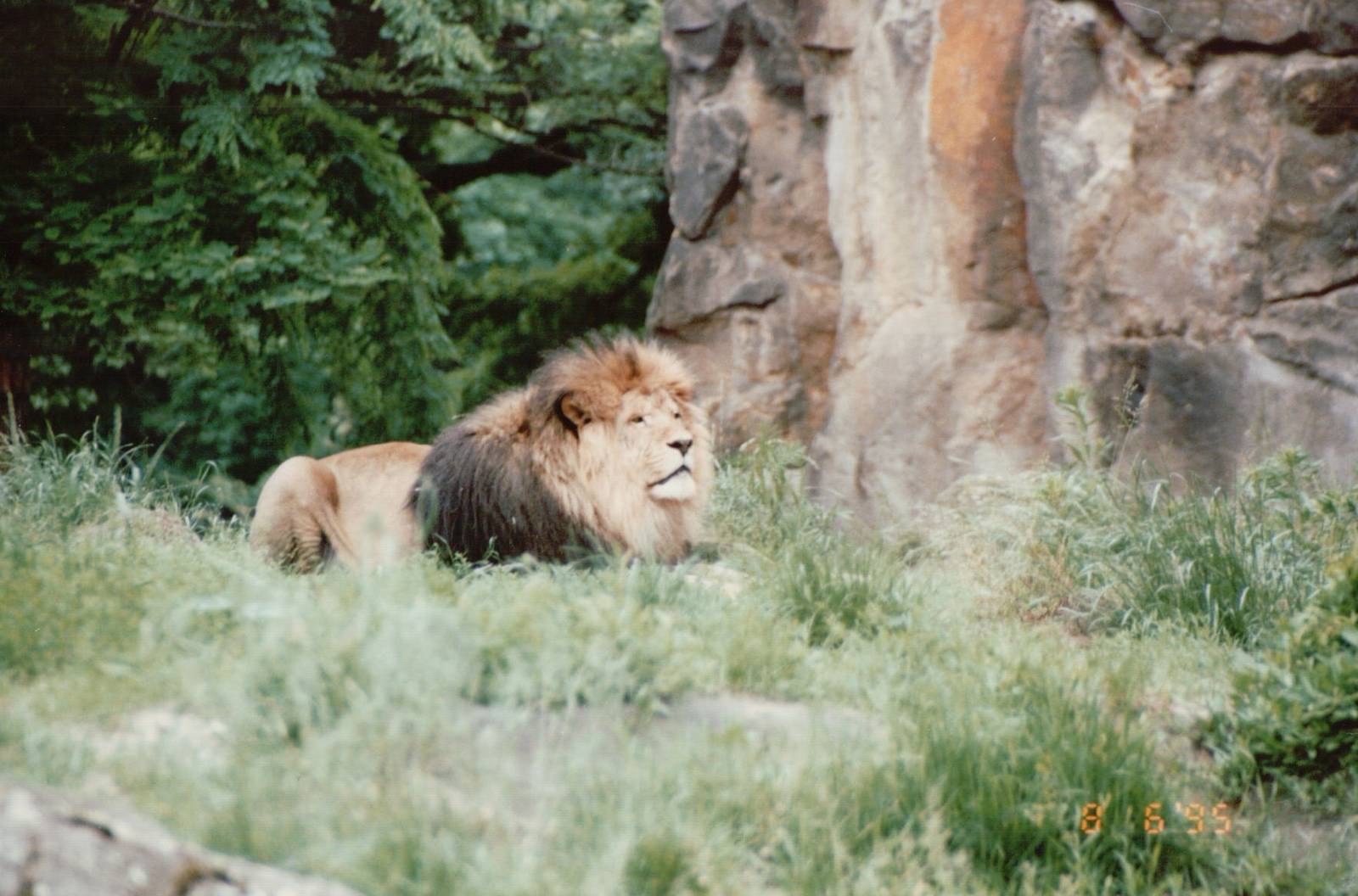 Berlin Zoo 1995 - African Lion male