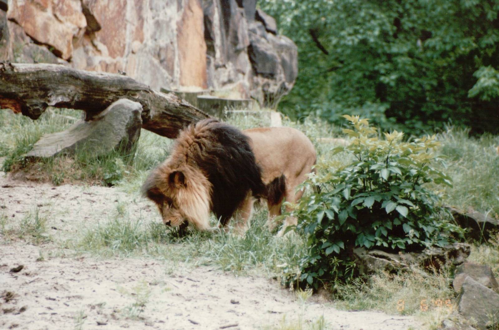 Berlin Zoo 1995 - African Lion male