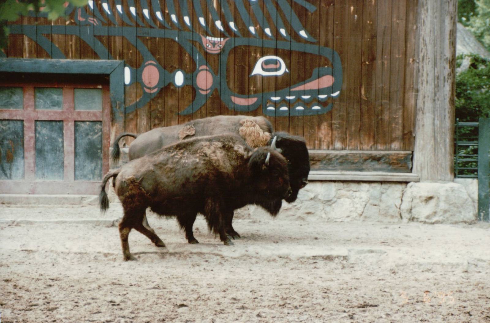 Berlin Zoo 1995 - American Bison