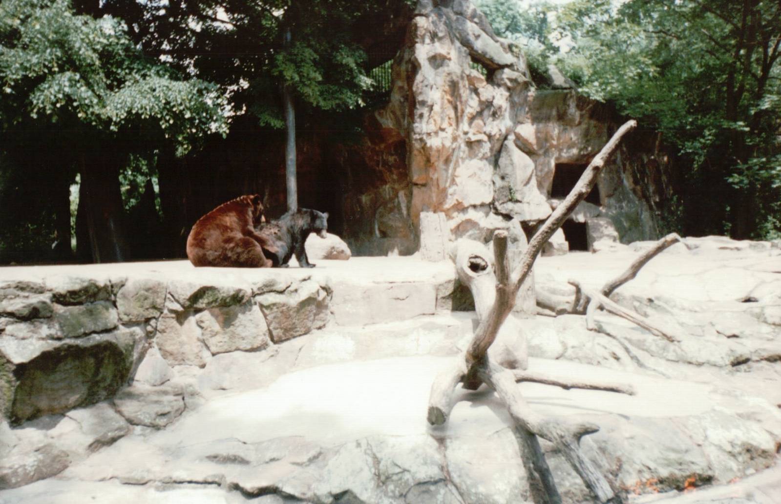 Berlin Zoo 1995 - American Black Bear exhibit