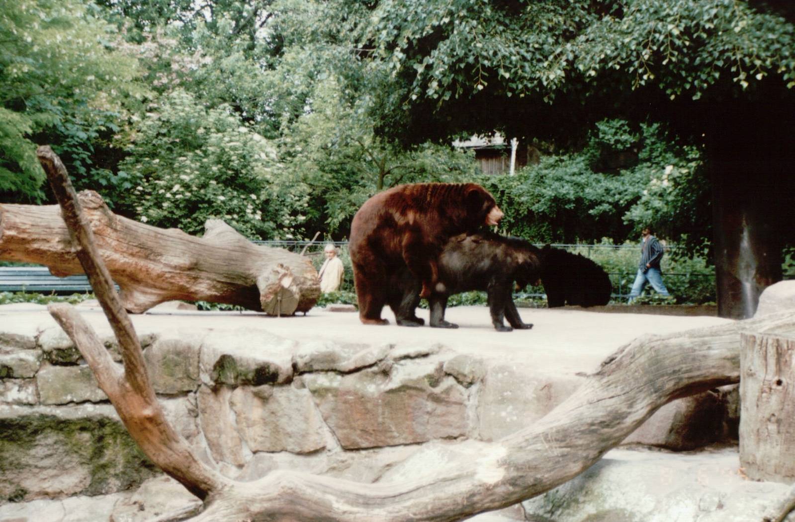 Berlin Zoo 1995 - American Black Bears mating