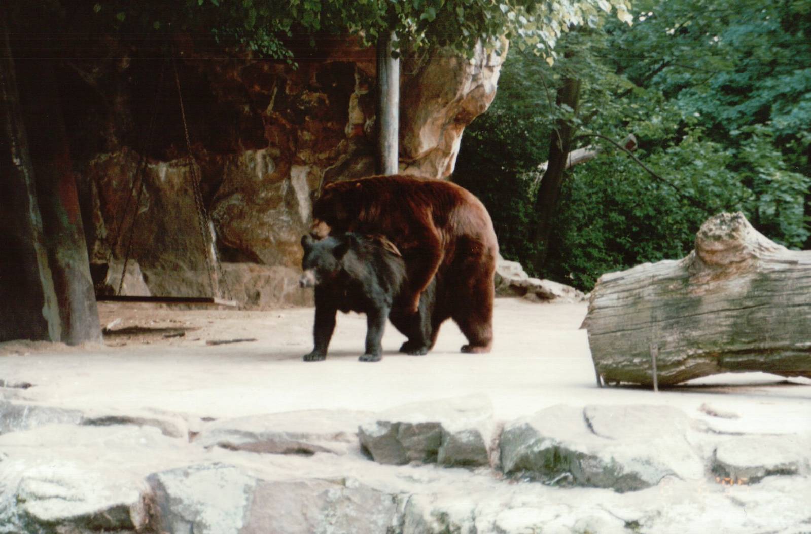 Berlin Zoo 1995 - American Black Bears mating