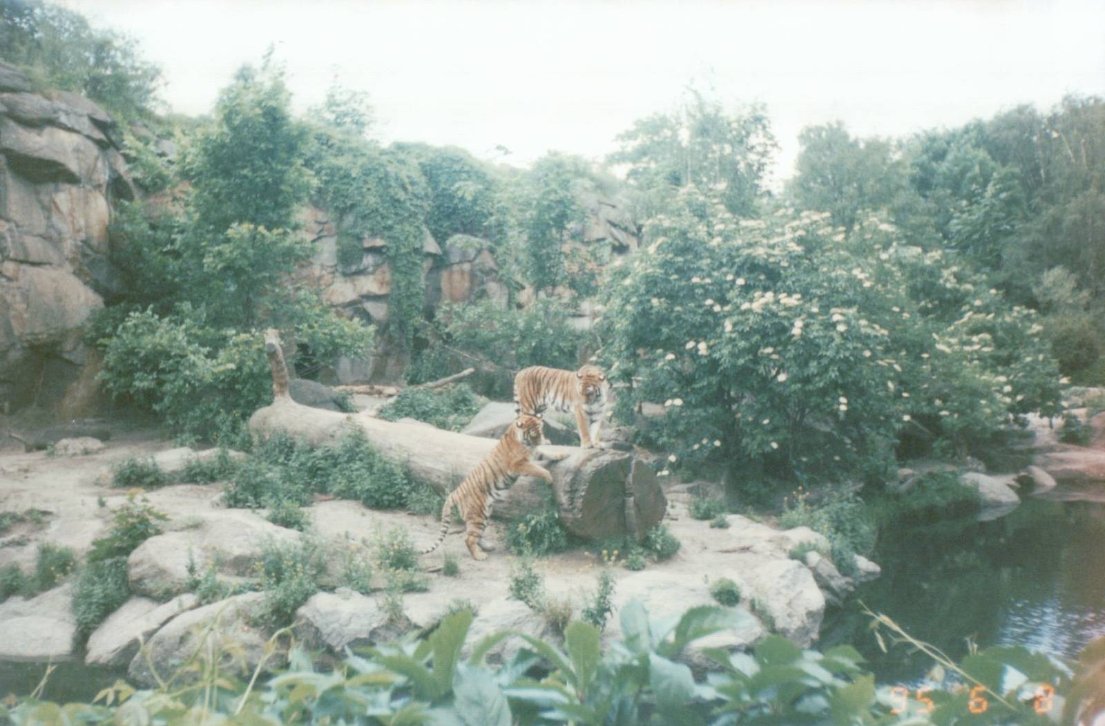 Berlin Zoo 1995 - Amur Tiger exhibit