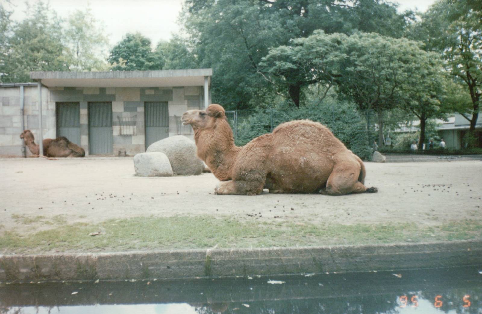 Berlin Zoo 1995 - Arabian Camel exhibit