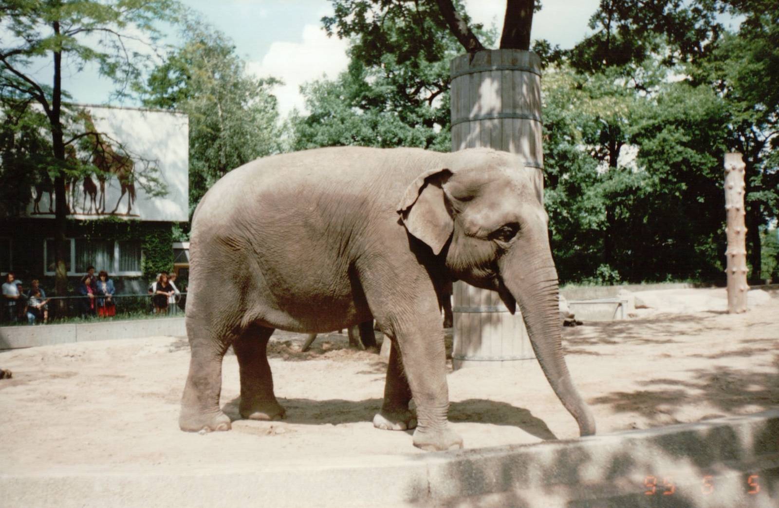 Berlin Zoo 1995 - Asiatic Elephant