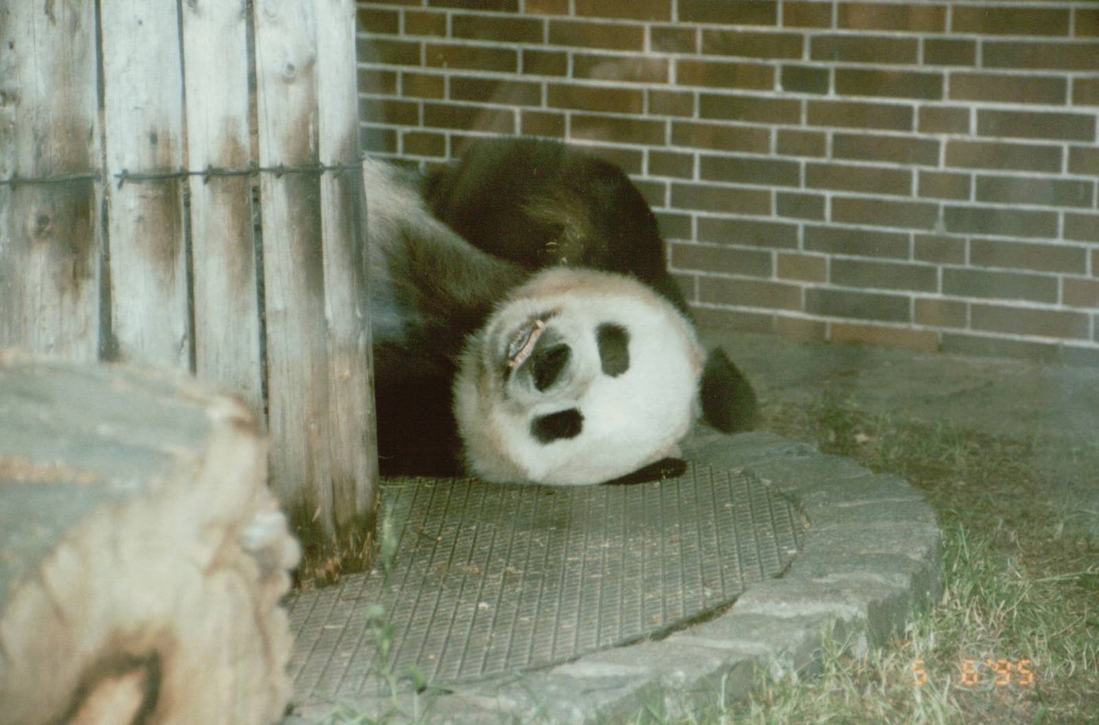 Berlin Zoo 1995 - Bao Bao the Giant Panda
