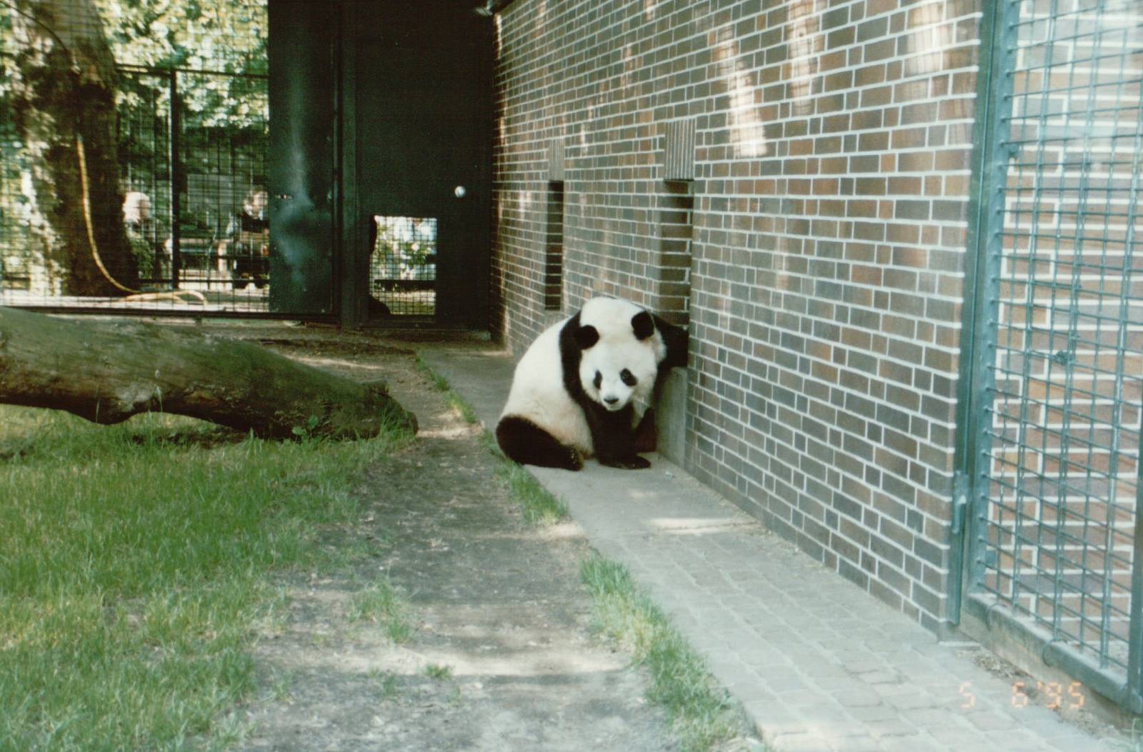 Berlin Zoo 1995 - Bao Bao the Giant Panda