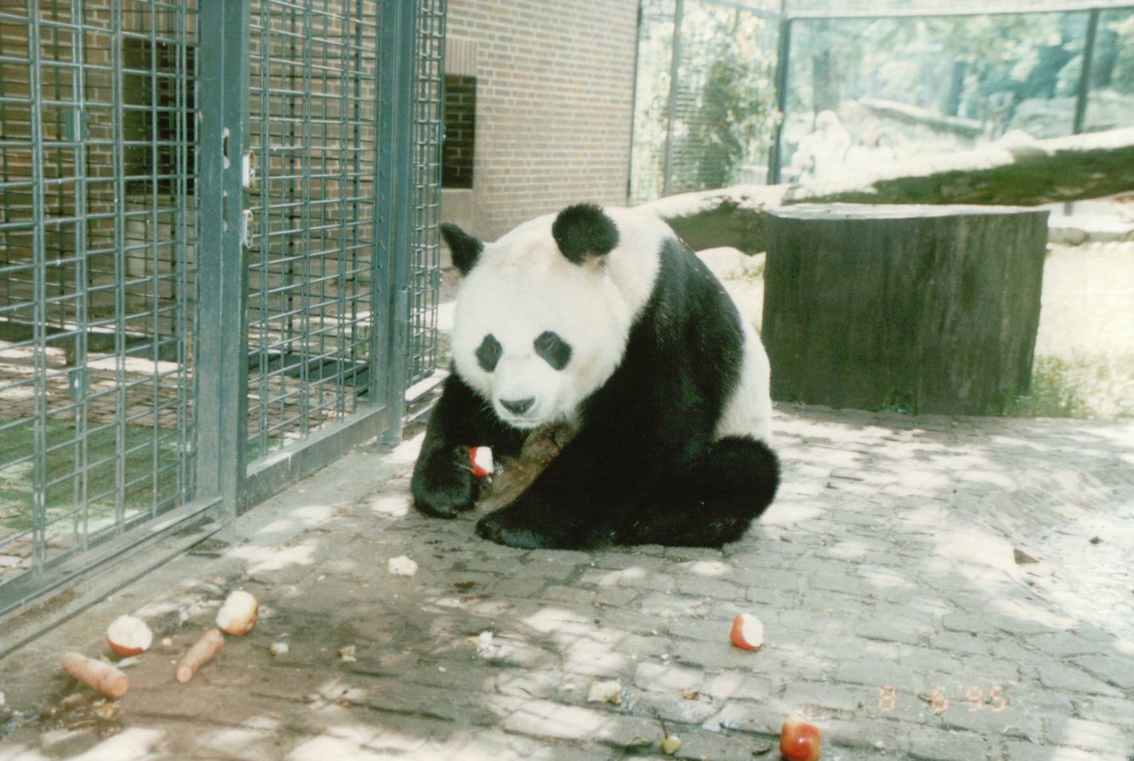 Berlin Zoo 1995 - Bao Bao the Giant Panda
