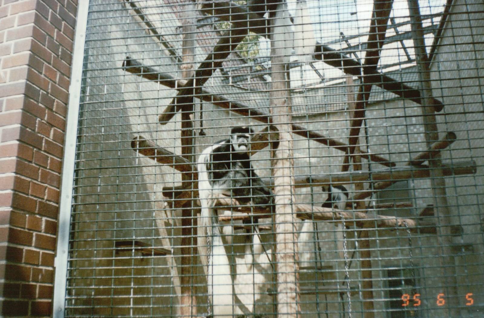 Berlin Zoo 1995 - Black-and-White Colobus in the Ape and Monkey House