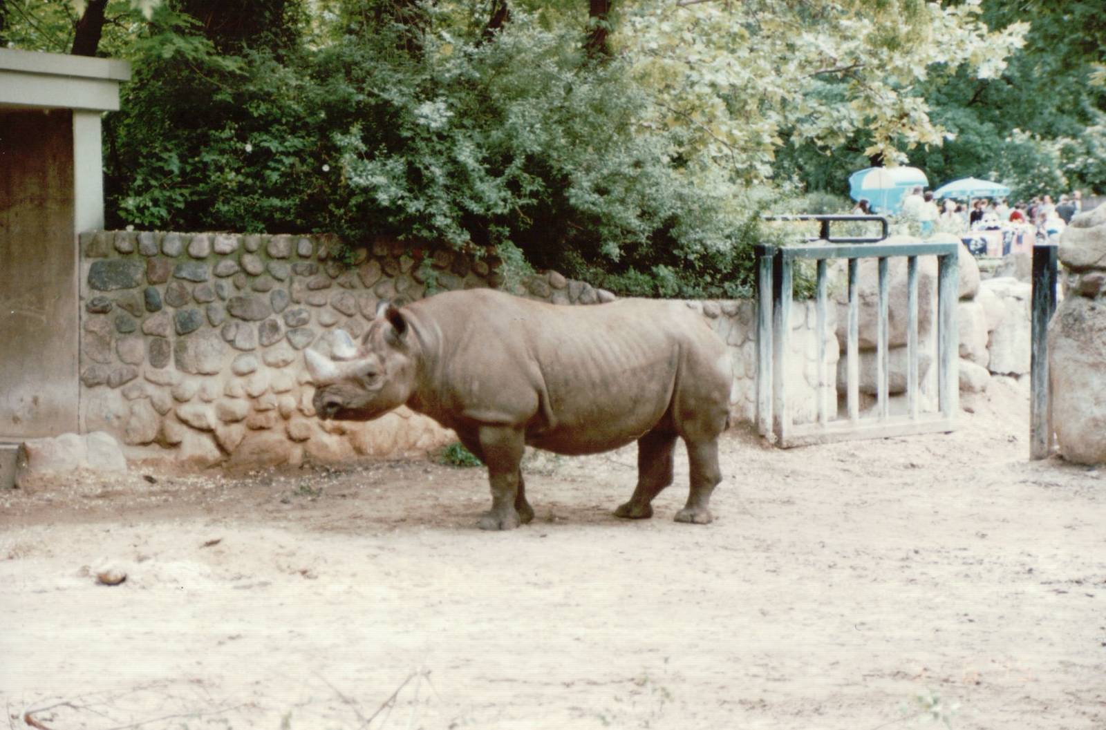 Berlin Zoo 1995 - Black Rhinoceros
