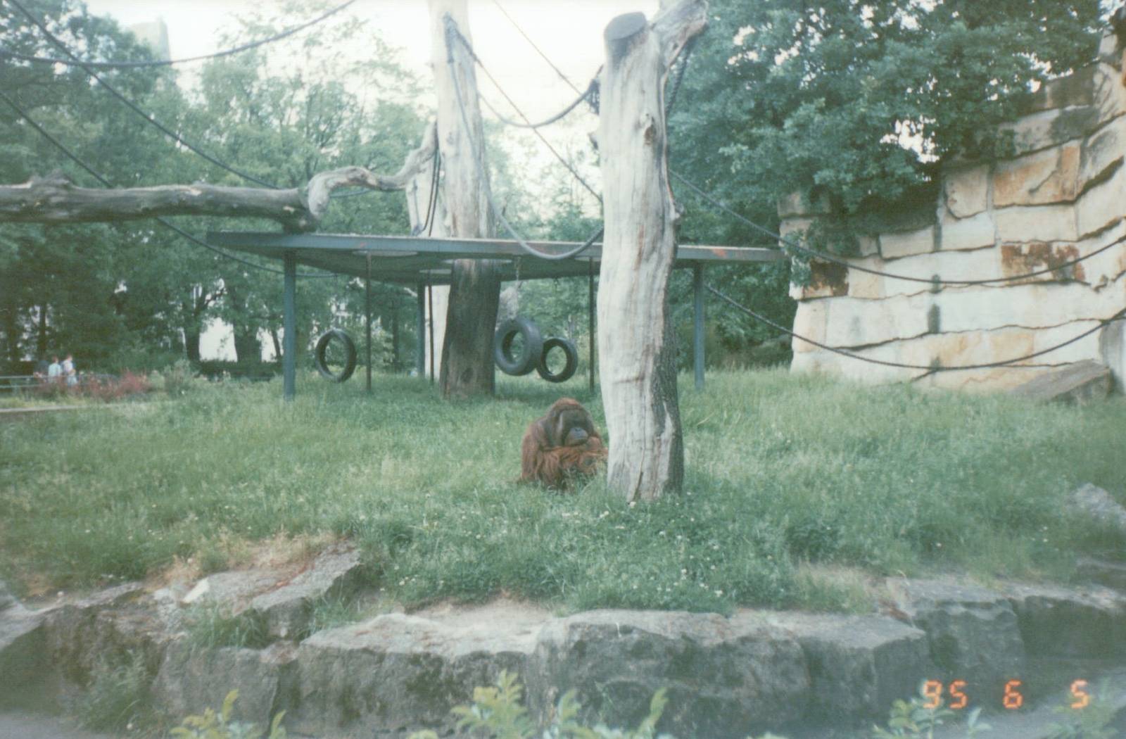 Berlin Zoo 1995 - Bornean Orangutan exhibit