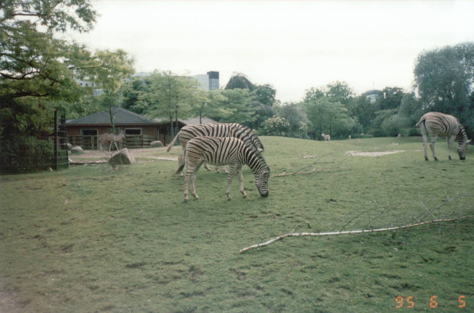 Berlin Zoo 1995 - Chapmans Zebra, Greater Kudu and Springbok
