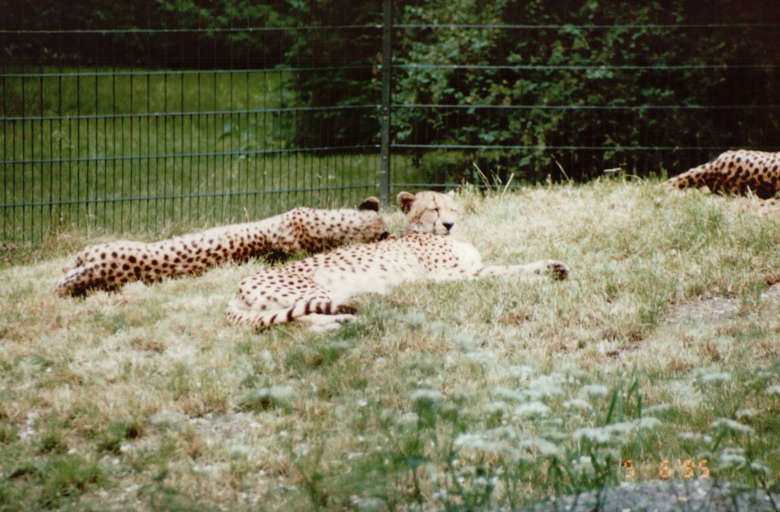 Berlin Zoo 1995 - Cheetahs