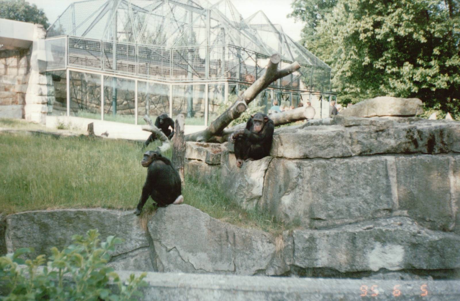 Berlin Zoo 1995 - Chimpanzee exhibit and the Sumatran Orangutan exhibit beh
