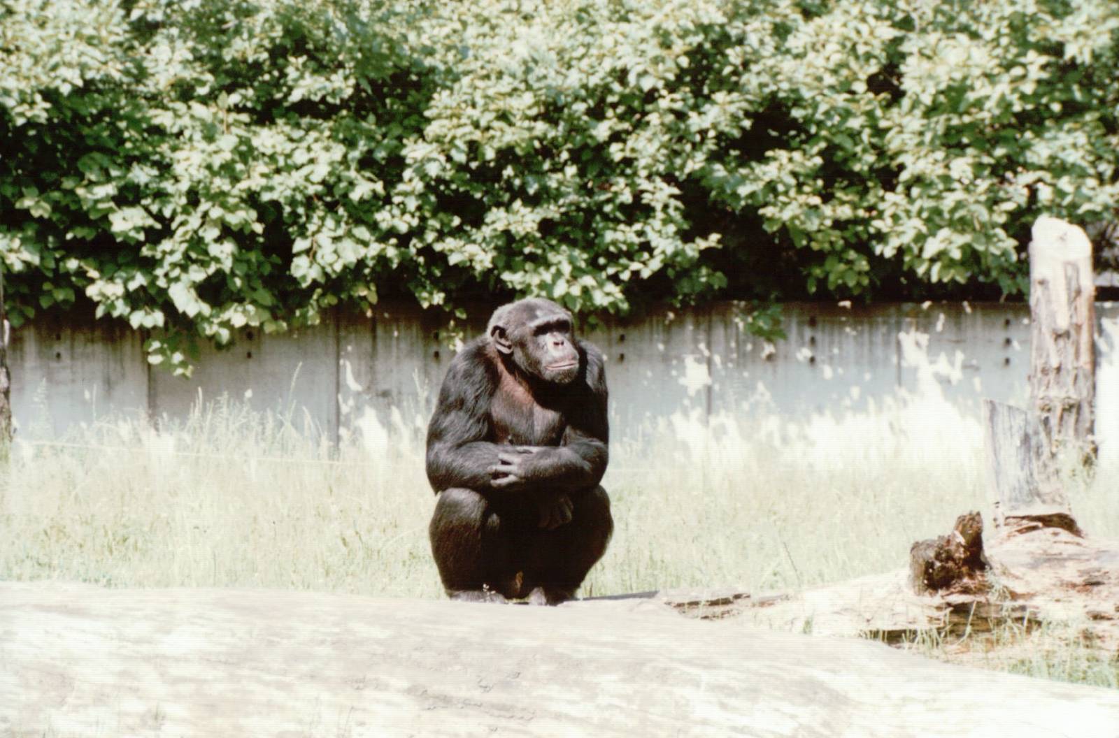 Berlin Zoo 1995 - Chimpanzee
