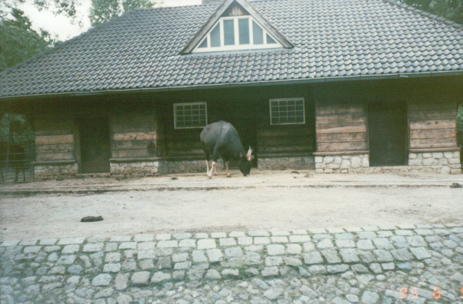 Berlin Zoo 1995 - Gaur house