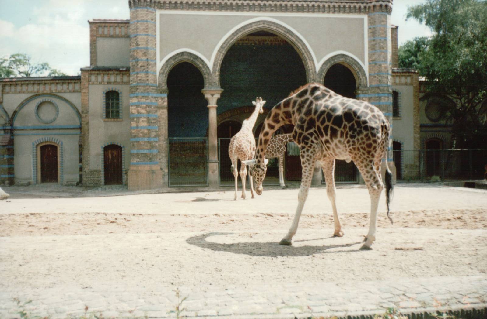 Berlin Zoo 1995 - Giraffe exhibit at the historic Giraffe and Antelope Hous