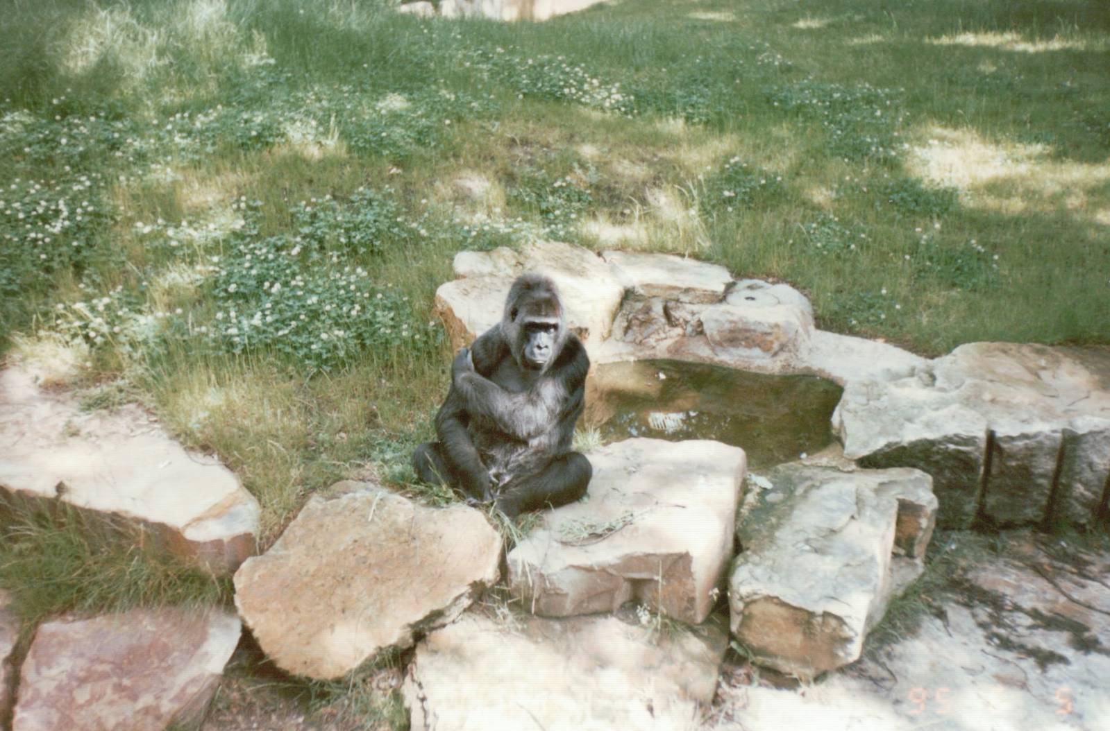 Berlin Zoo 1995 - Gorilla