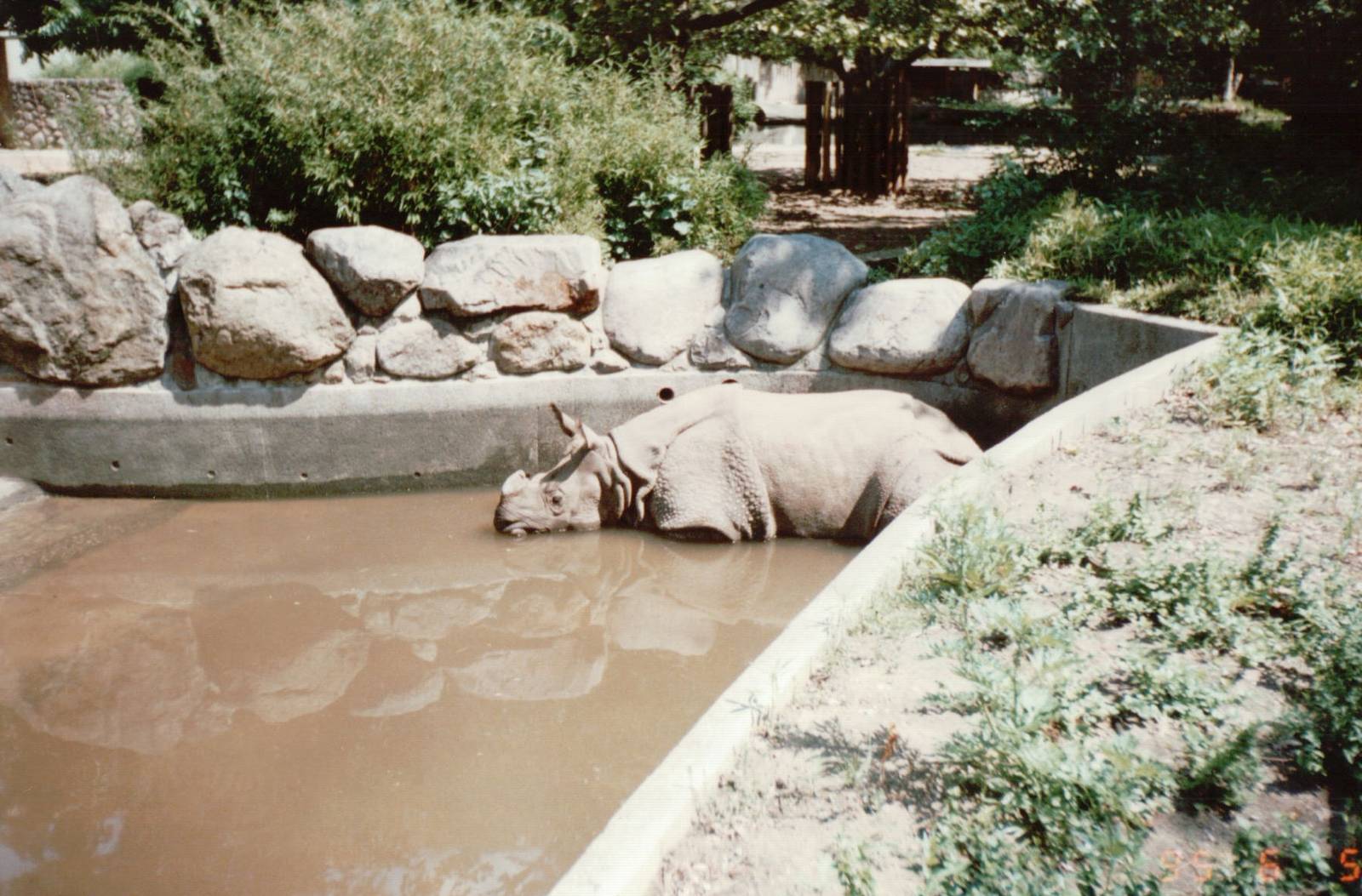 Berlin Zoo 1995 - Indian Rhinoceros