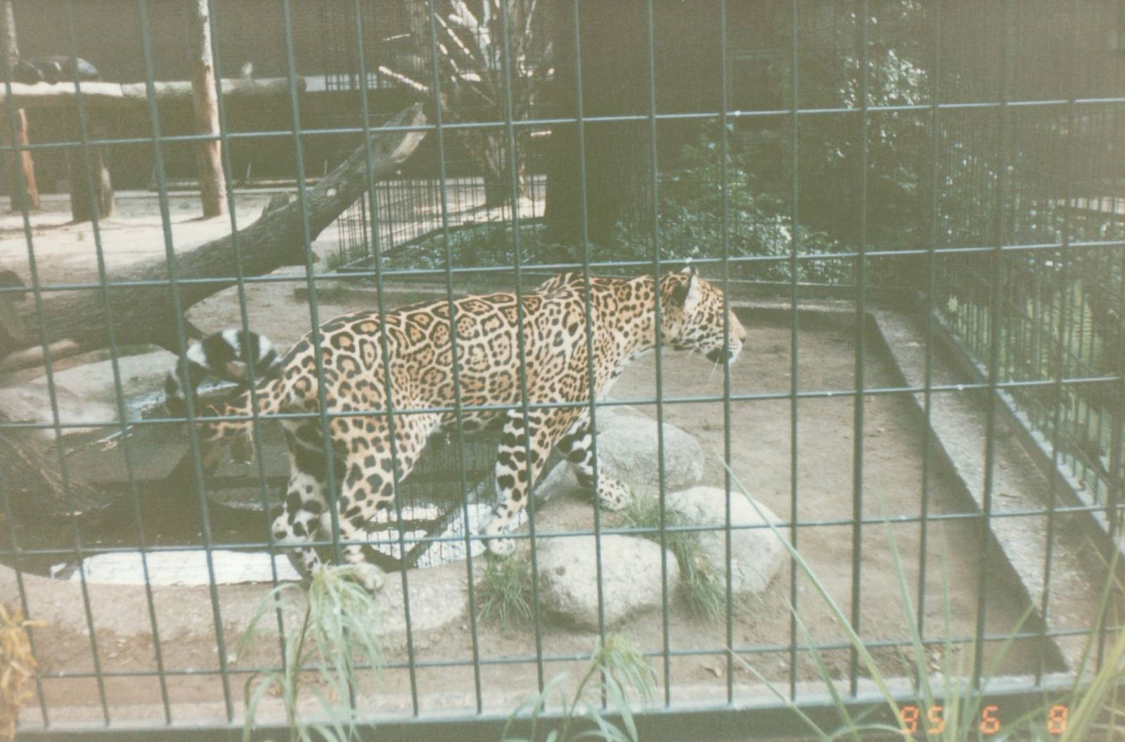 Berlin Zoo 1995 - Jaguar