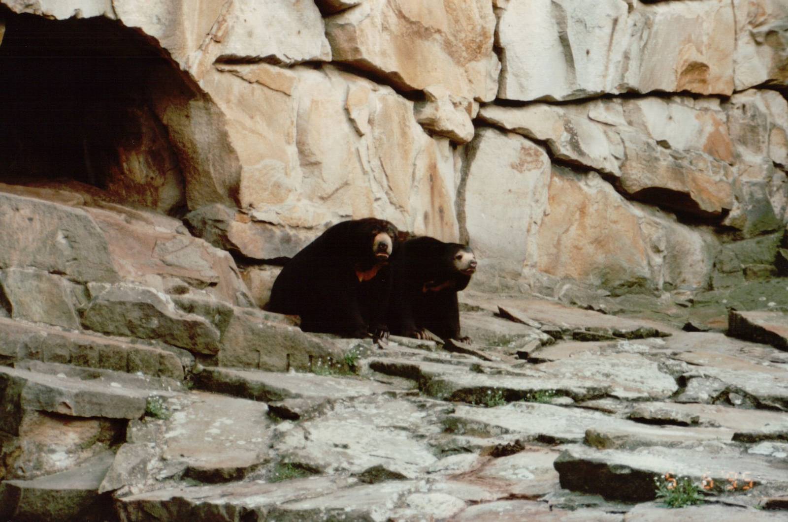 Berlin Zoo 1995 - Malayan Sun Bears