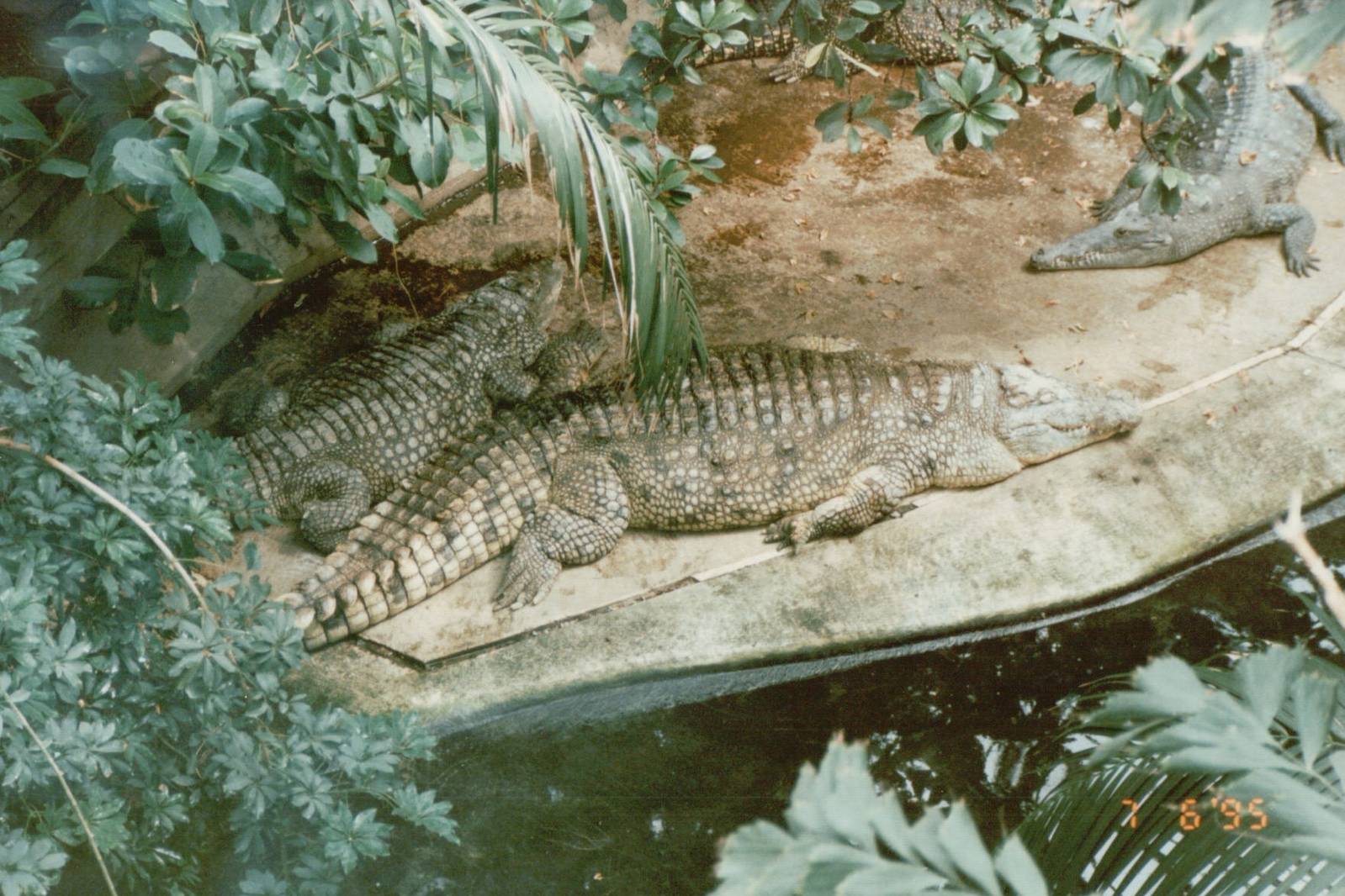 Berlin Zoo 1995 - Mixed Crocodile exhibit