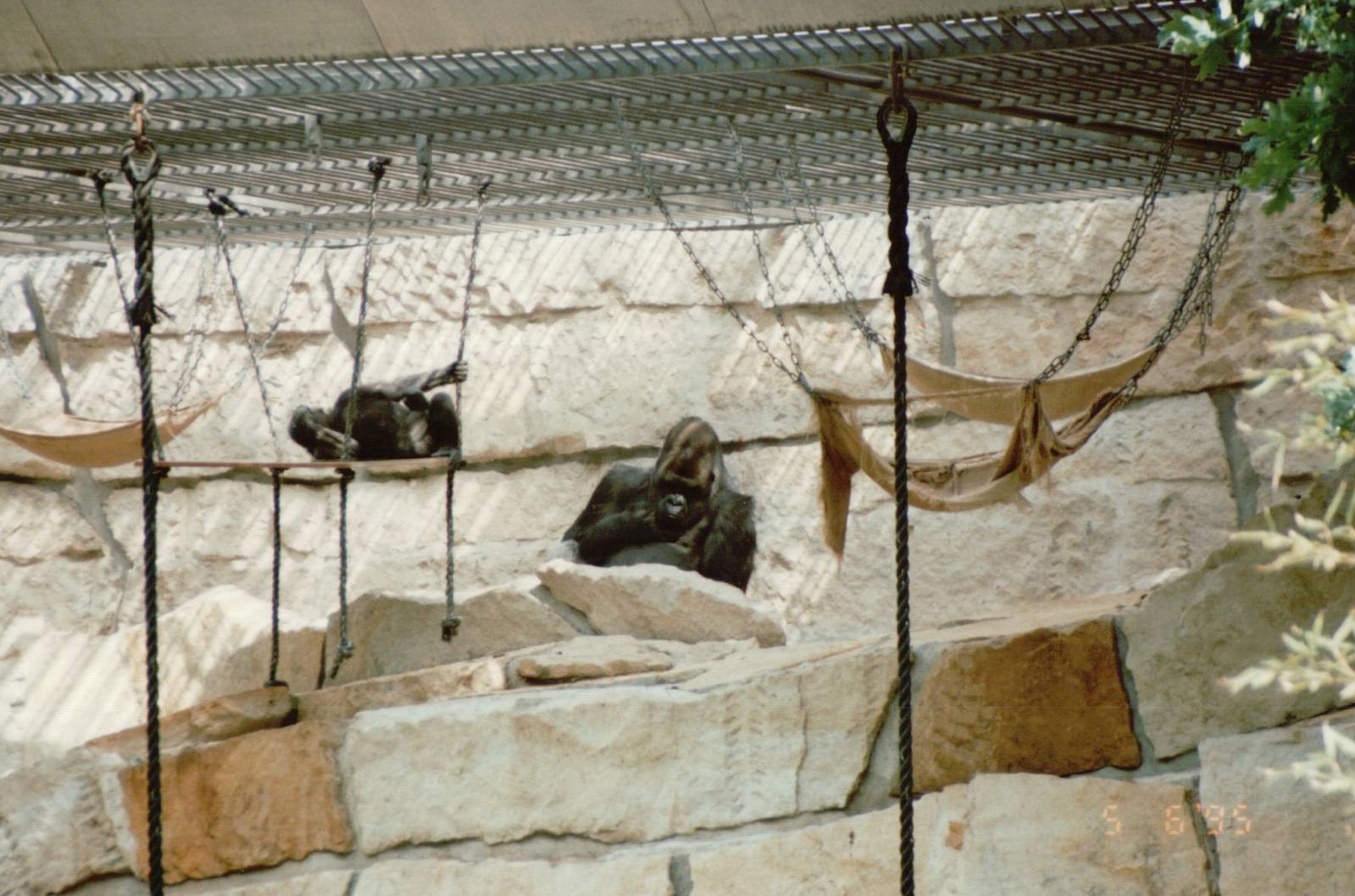 Berlin Zoo 1995 - Part of one of the Gorilla exhibits