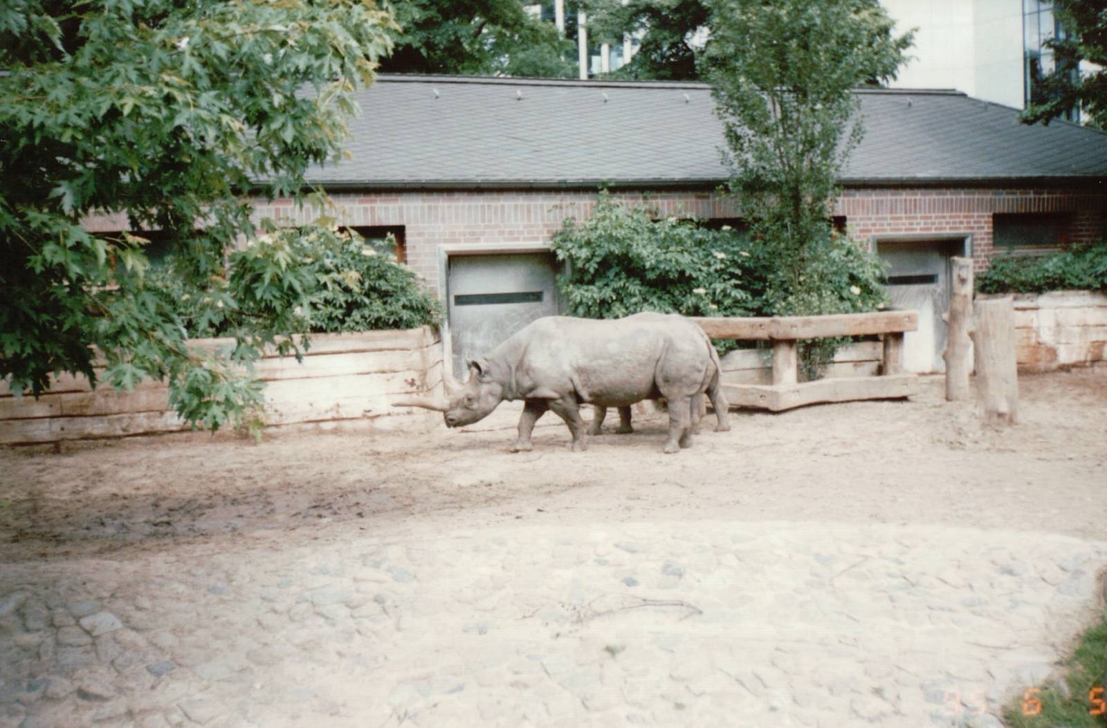 Berlin Zoo 1995 - Part of the Black Rhinoceros exhibit