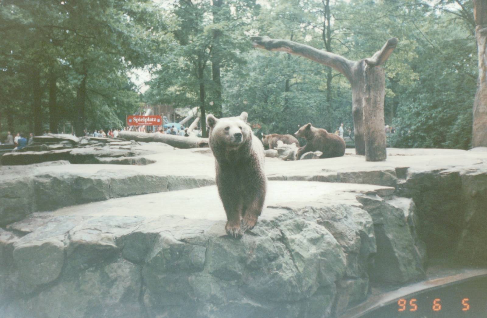 Berlin Zoo 1995 - Part of the Brown Bear exhibit