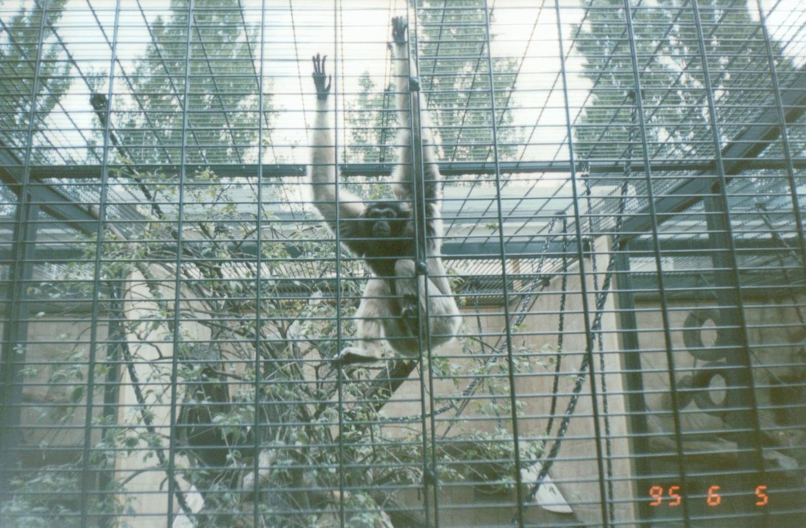 Berlin Zoo 1995 - Pileated Gibbon in the Ape and Monkey House