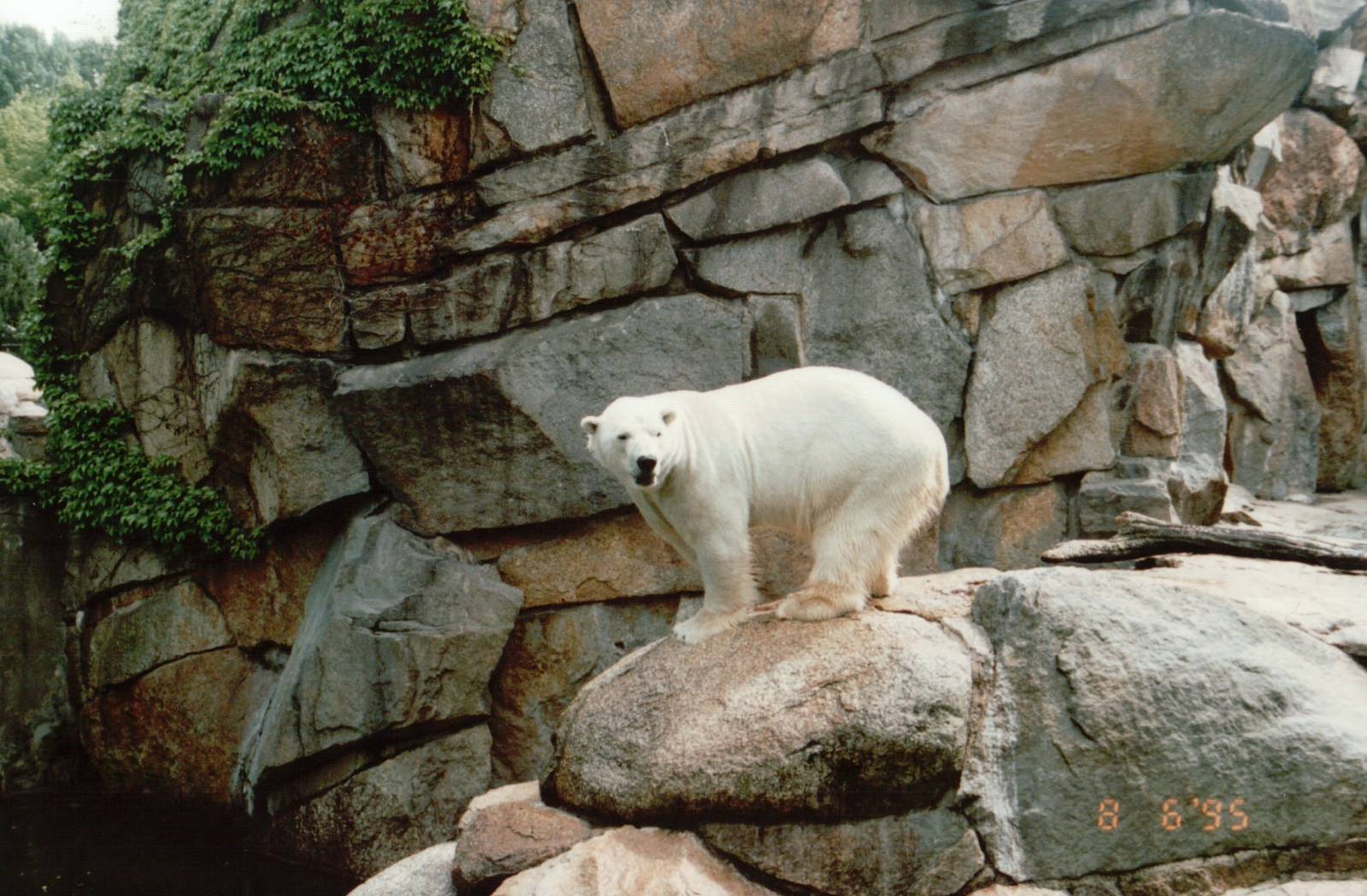 Berlin Zoo 1995 - Polar Bear in the smaller exhibit