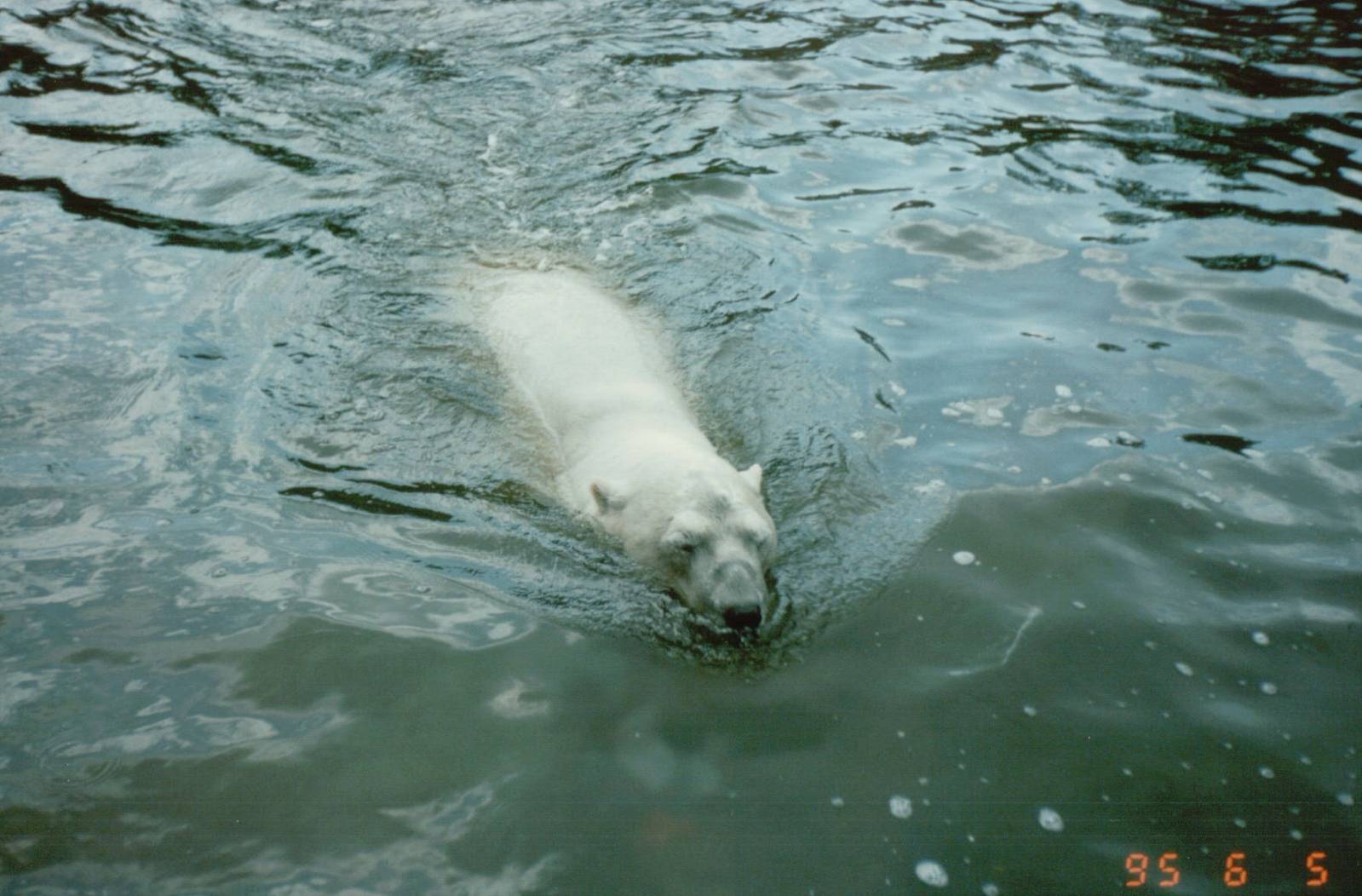 Berlin Zoo 1995 - Polar Bear swimming towards the glass