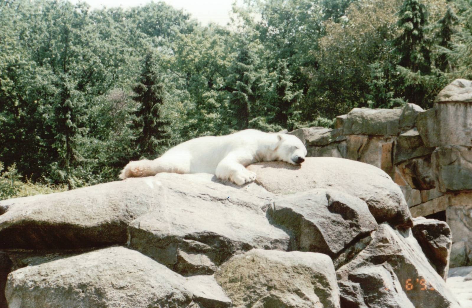 Berlin Zoo 1995 - Polar Bear