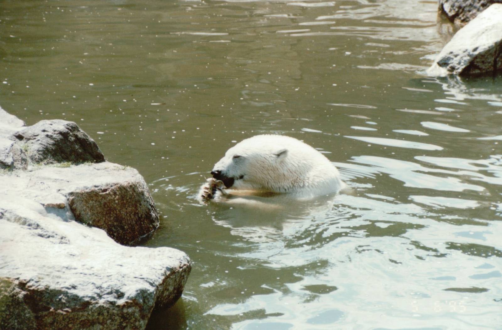 Berlin Zoo 1995 - Polar Bear