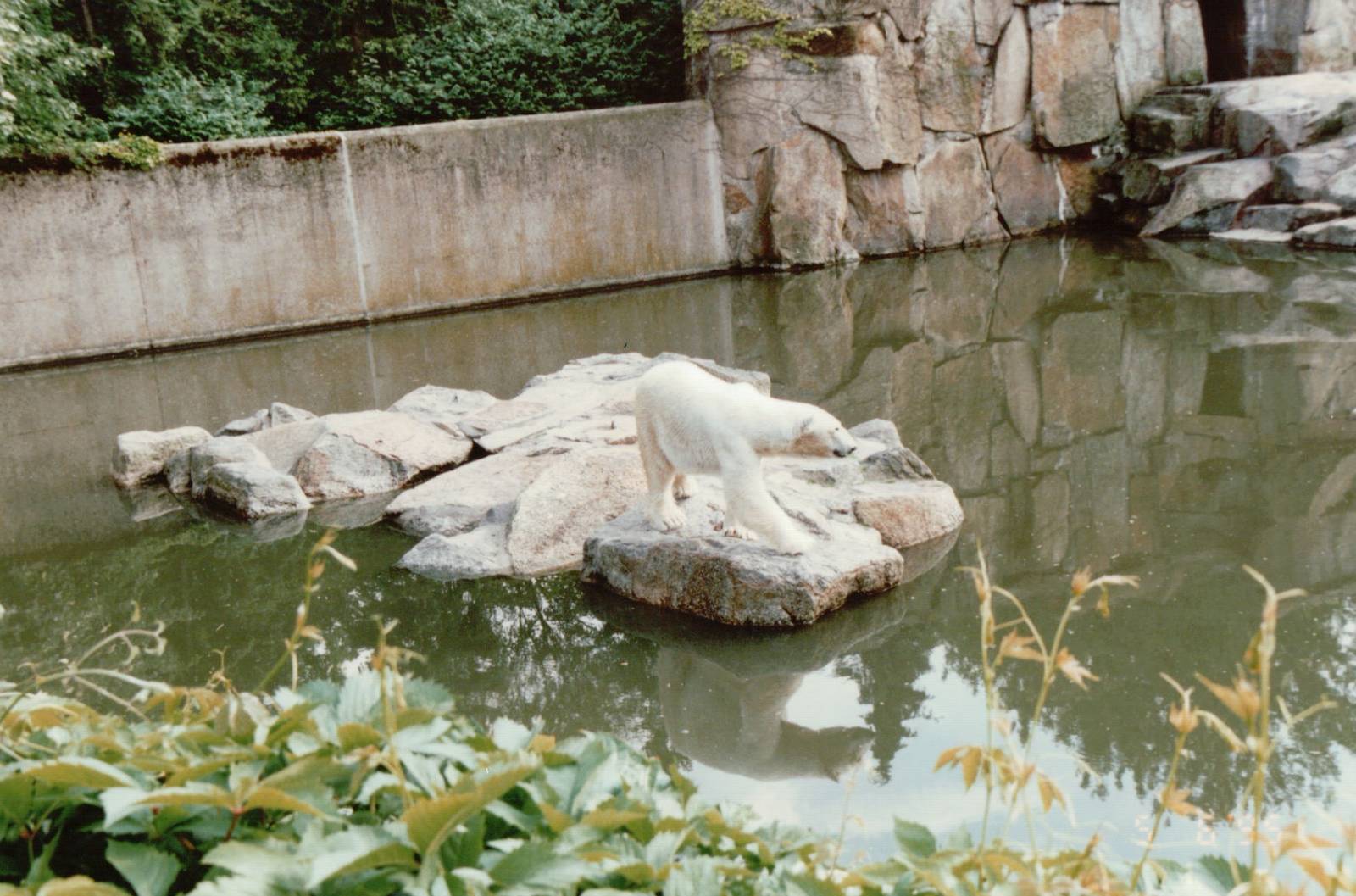 Berlin Zoo 1995 - Polar Bear