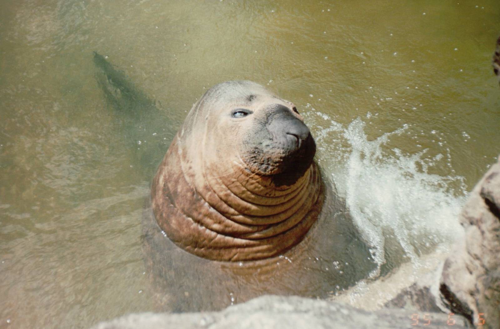 Berlin Zoo 1995 - The last Elephant Seal in Europe