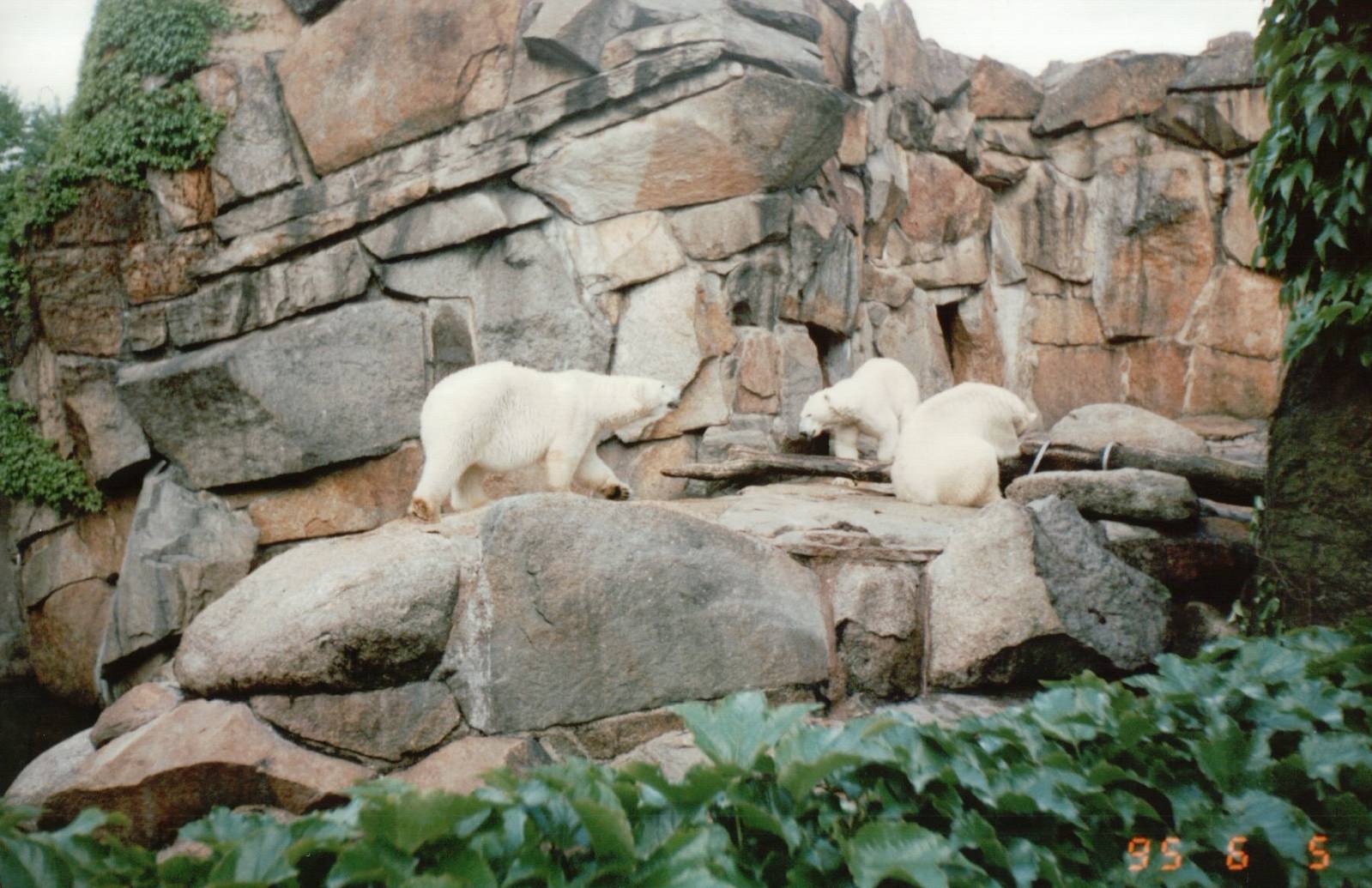 Berlin Zoo 1995 - The smaller Polar Bear exhibit