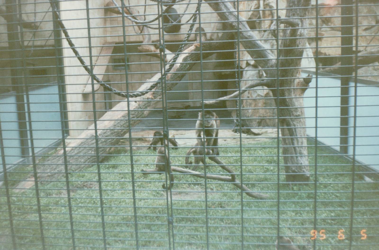 Berlin Zoo 1995 - Weeping Capuchins in the Ape and Monkey House