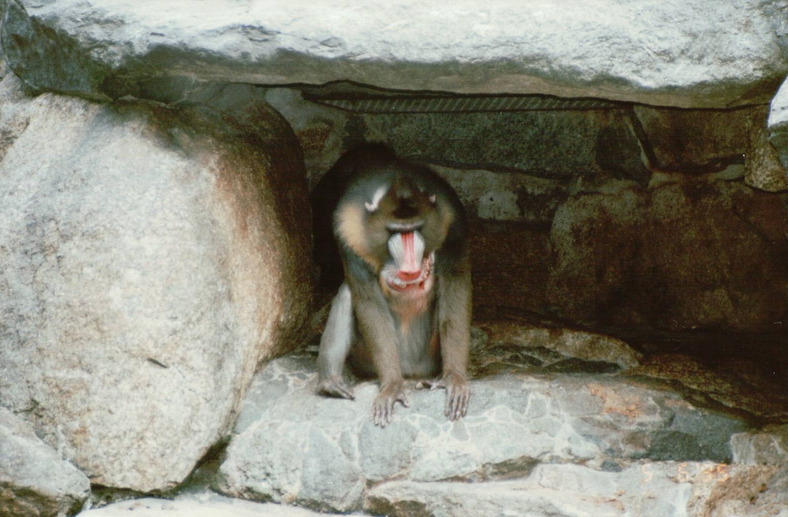 Berlin Zoo 1995 - Wounded Mandrill male