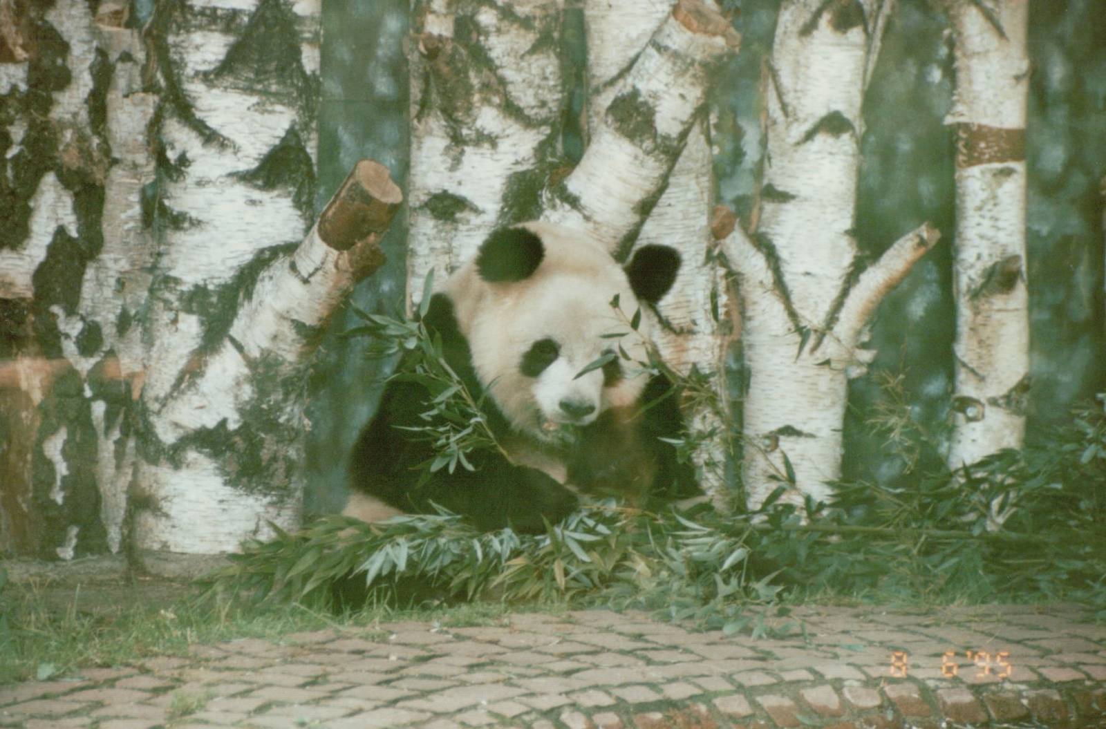 Berlin Zoo 1995 - Yan Yan the Giant Panda