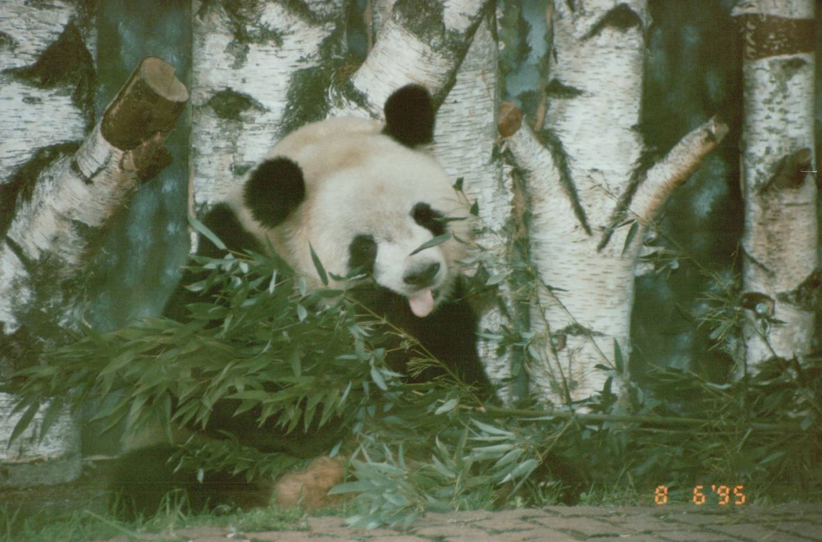 Berlin Zoo 1995 - Yan Yan the Giant Panda