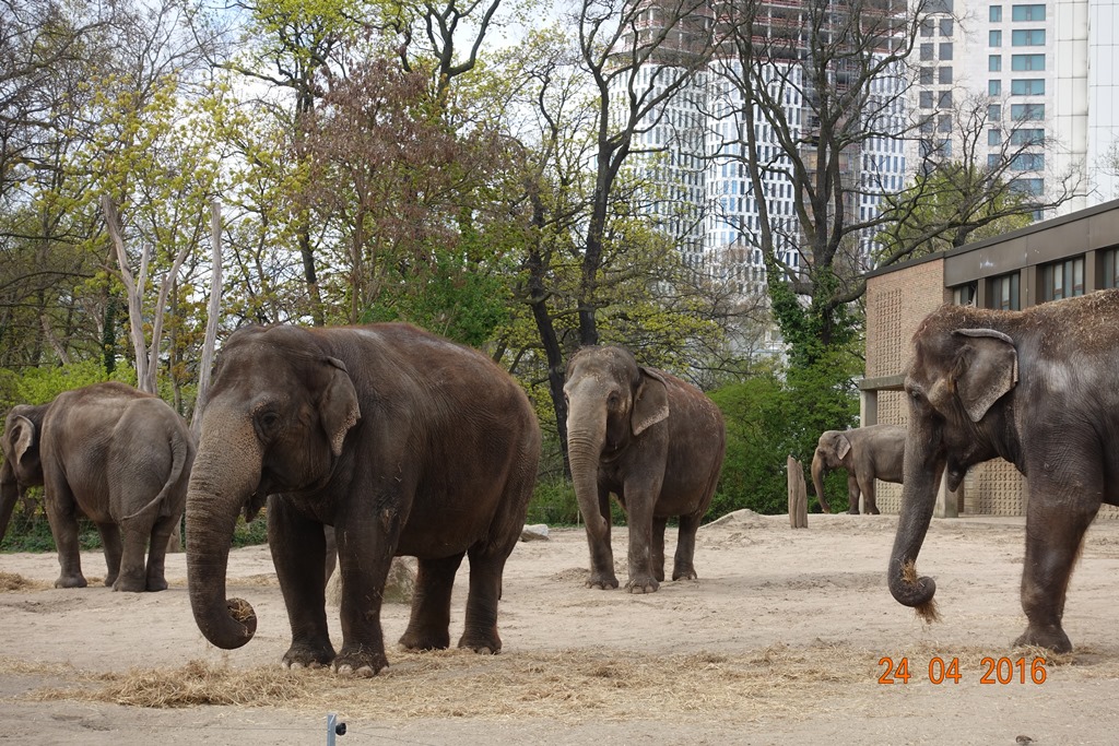 Berlin Zoo 24.4.16