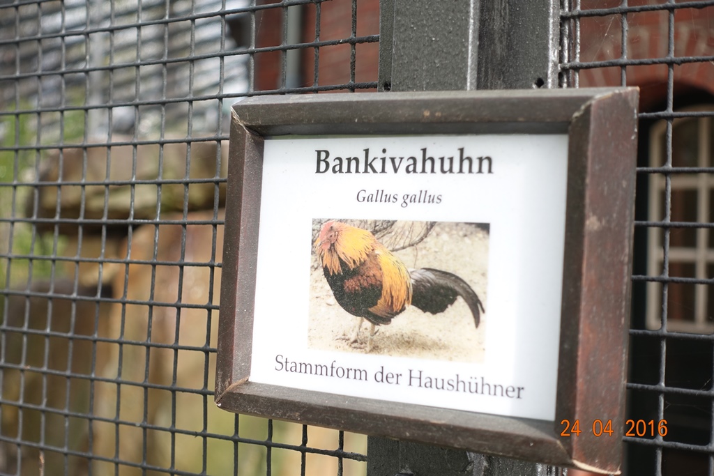 Berlin Zoo 24.4.16