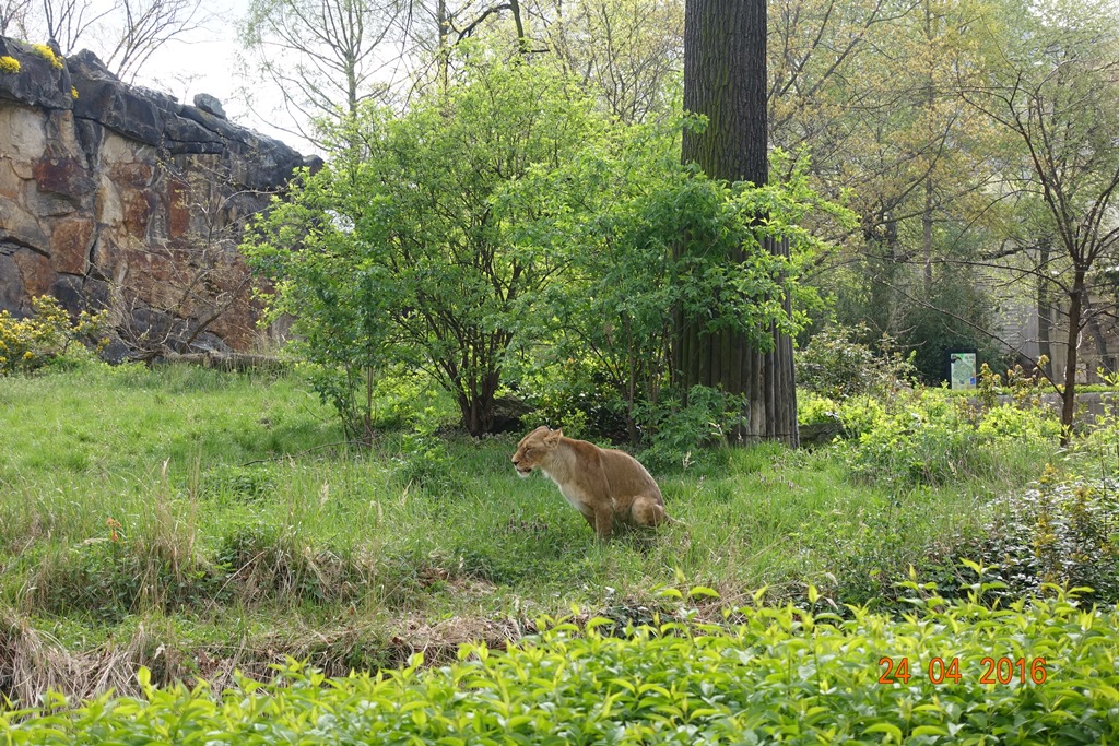 Berlin Zoo 24.4.16