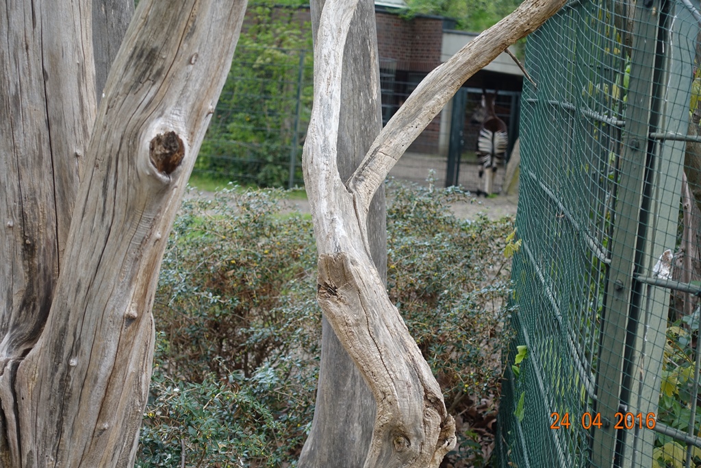 Berlin Zoo 24.4.16