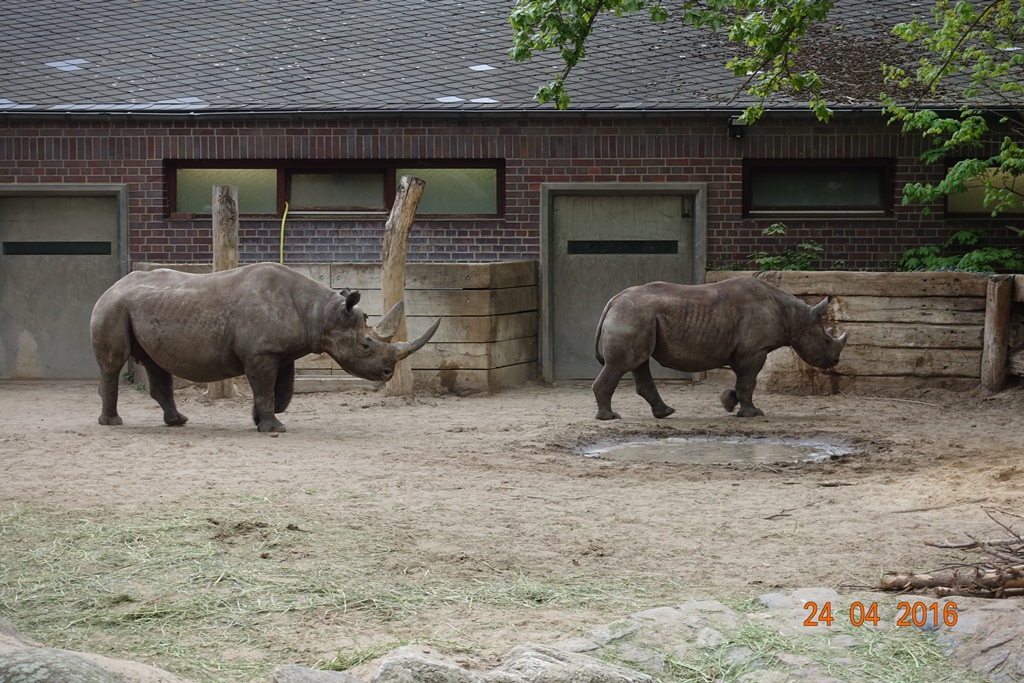 Berlin Zoo 24.4.16