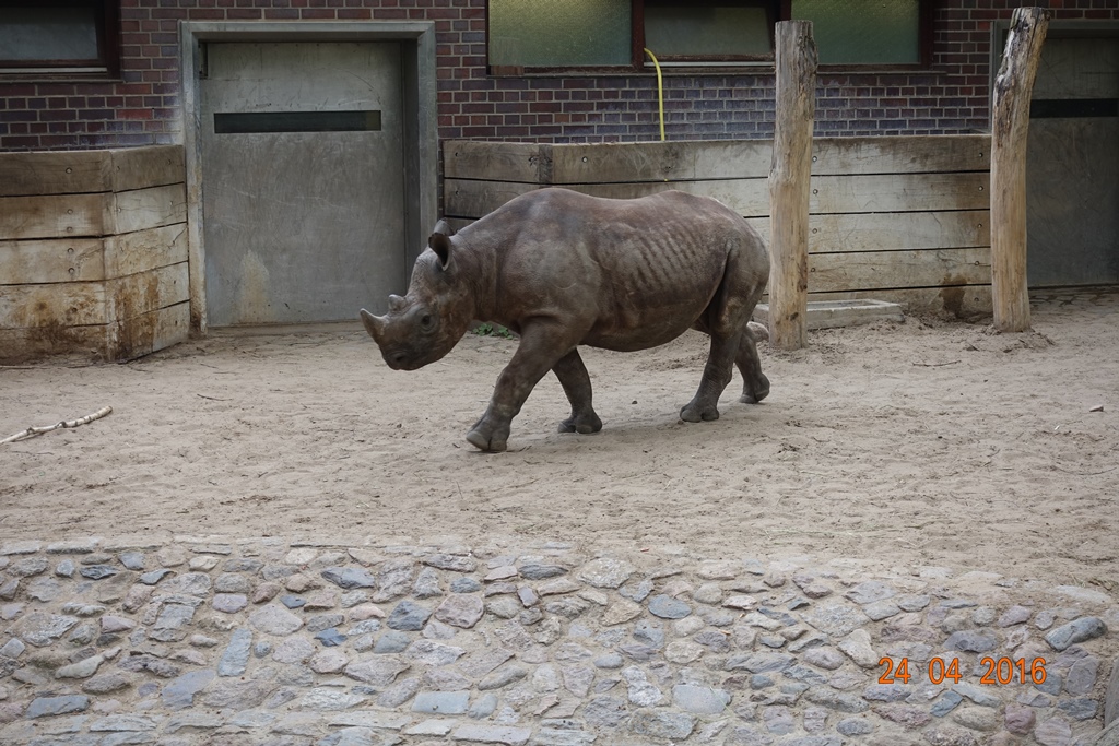 Berlin Zoo 24.4.16