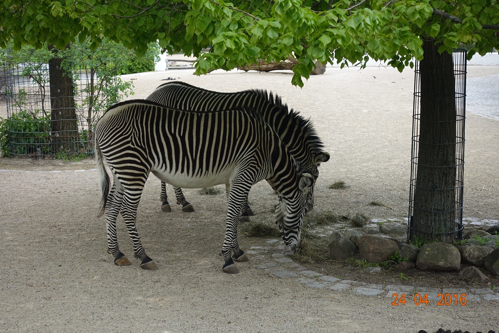 Berlin Zoo 24.4.16