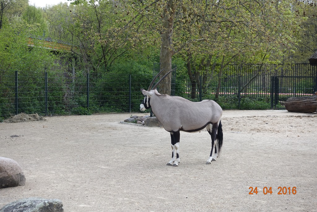 Berlin Zoo 24.4.16