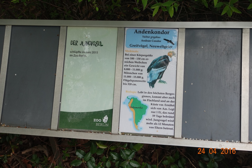 Berlin Zoo 24.4.16